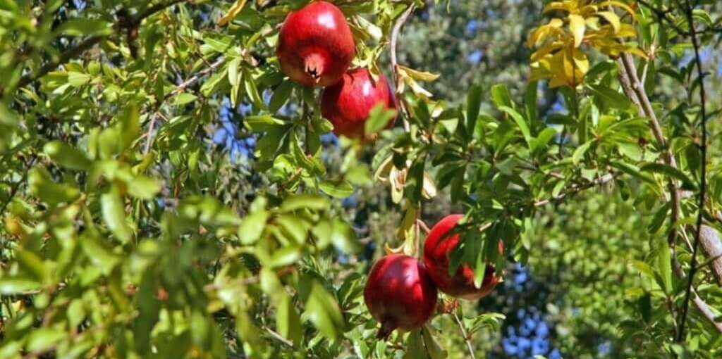 בית אמיתי חצר ונוף (3).jpg