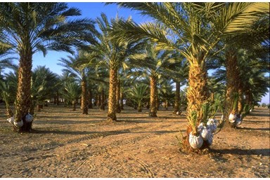 החאן בערבה - פעילות באזור
