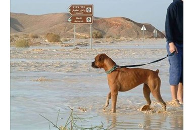 חאן אבירן - היכן אוכלים