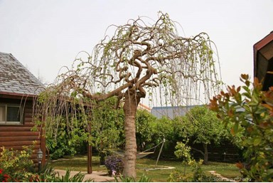 אשכולית בקתות עץ בפרדס - הבקתות