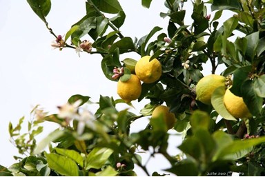 אשכולית בקתות עץ בפרדס