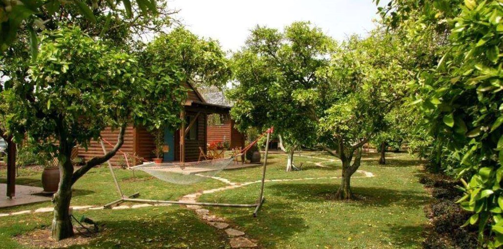 אשכולית בקתות עץ בפרדס חצר (13).JPG