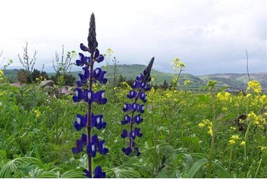 ארבל בתי קייט - החצר והבריכה