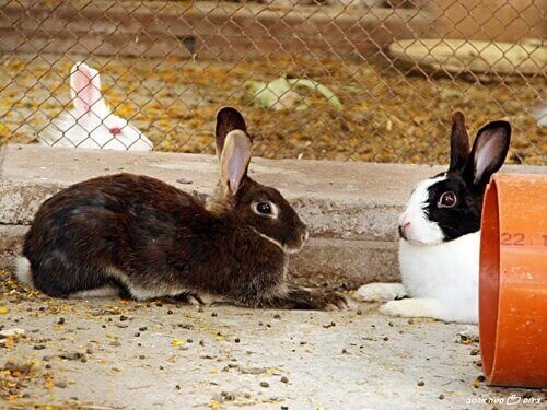 מזרע כפר נופש בקיבוץ פינת חי (5).jpg