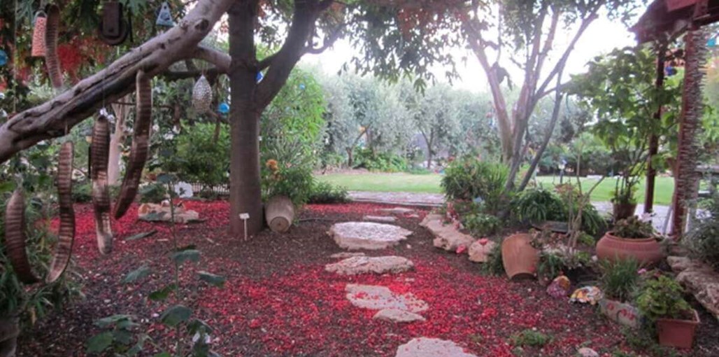 פנינה בבצת חצר (3).JPG