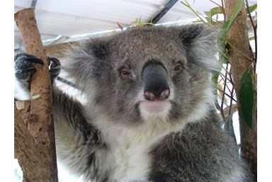 ניר דוד אירוח כפרי