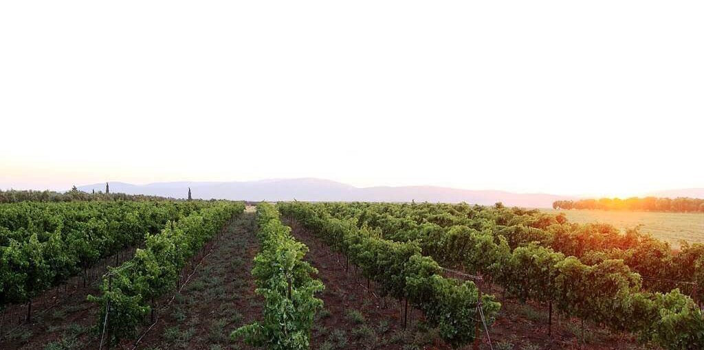 בר בכפר יקב (2).jpg
