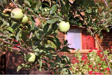בקתות מור - החצר והבריכה