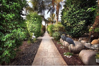 בקתות עץ אורן