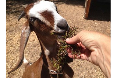 רוח ים במכמורת