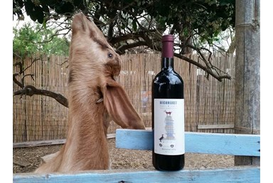 רוח ים במכמורת - יקב בוטיק