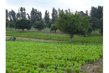 רוח ים במכמורת - מה בסביבה