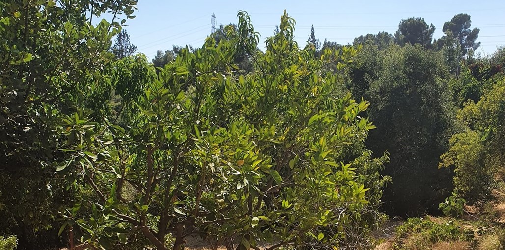 הסטודיו של בלום חדשות (10).jpg