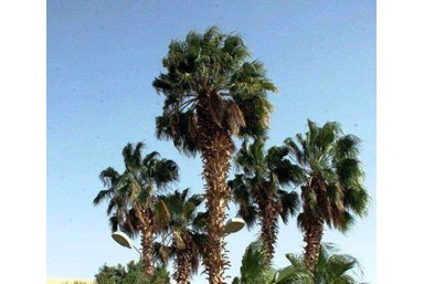 אירוח כפרי בקיבוץ אילות - חדרים זוגיים