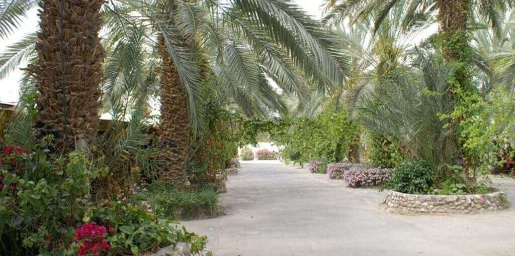 בין עצי התמר 600X800_PICT0159.jpg