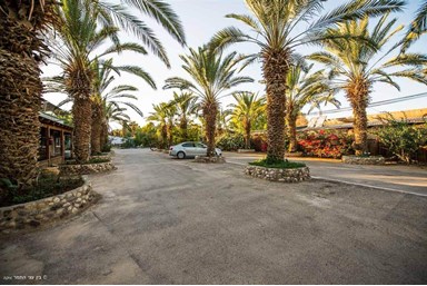 בין עצי התמר - החצר והבריכה