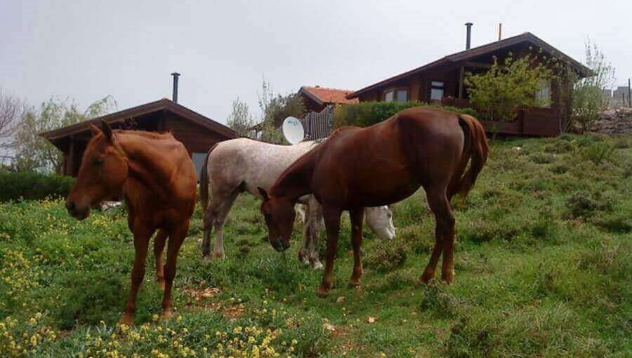 בקתות עץ בהר הארי אטרקציות (1).JPG