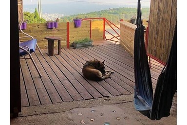 בקתות עץ שיא-הר