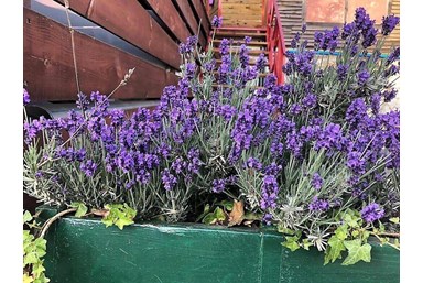 בקתות עץ שיא-הר