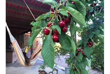 בקתות עץ שיא-הר - בחצר שלנו