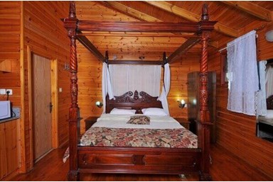 בצל התומר - רימון