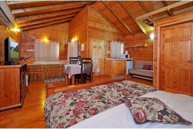 בצל התומר - זית