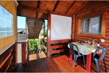 בצל התומר - זית