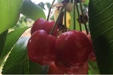 הבית של מיכל