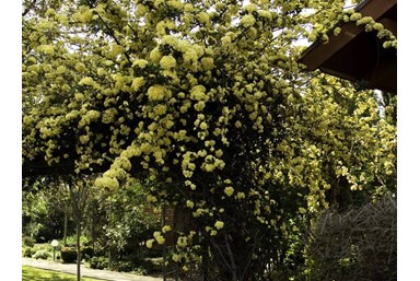 ארומנטיקה - החצר והסביבה