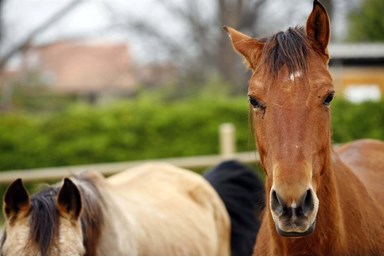 מקום בטבע - החצר והנוף