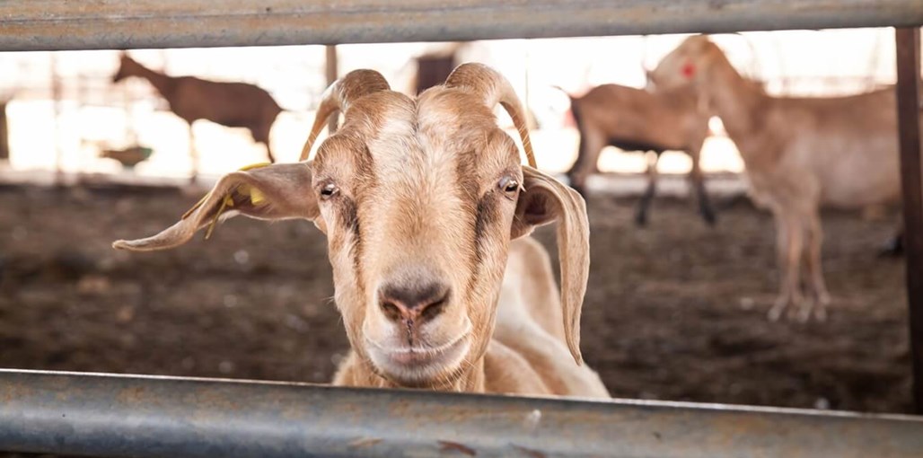חוות נאות כללי (19).jpg