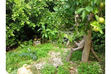 מעלה הרימון - סוויטת הגן