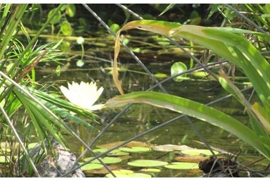 ראקויה - צימרים יפניים - צימר ספא יפני