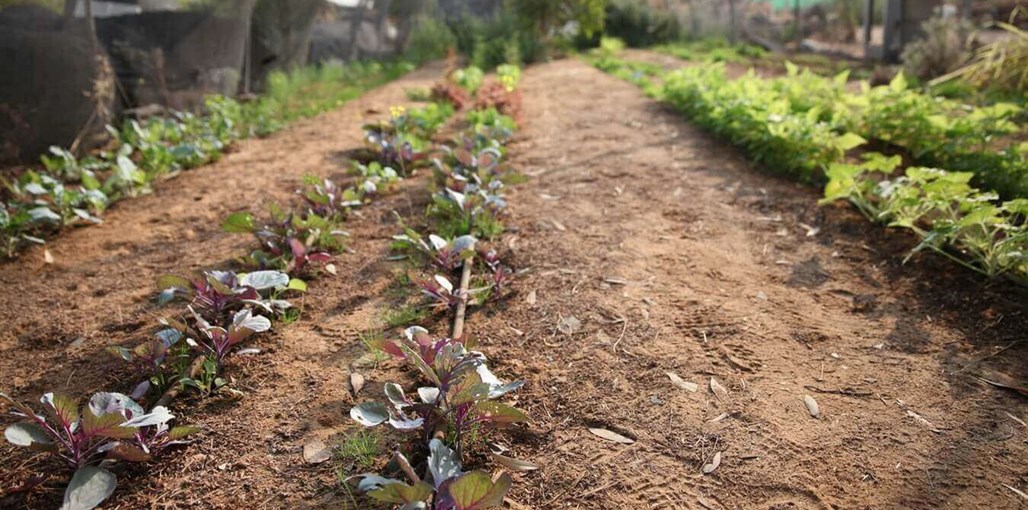 שלווה במדבר אטרקציות (3).jpg