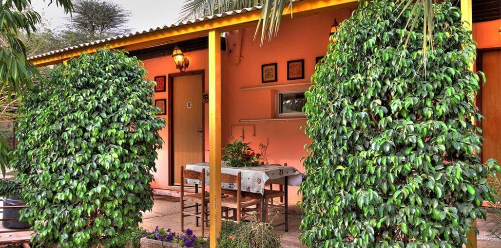 הפינוקים של רוזי החצר (4).jpg