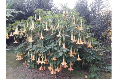 צליל השלווה