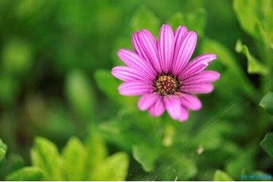 מרום הכרמל - החצר ומרפסת הנוף