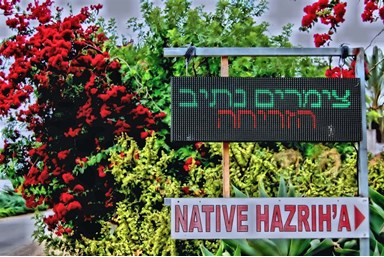 נתיב הזריחה - החצר והבריכה