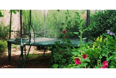 סוויטות ירוק זית