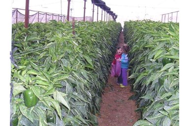 בקתה בערבה - הבריכה ביישוב