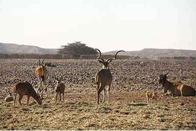 בקתה בערבה - הבריכה ביישוב