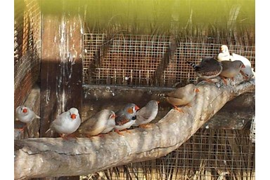 הבקתות של קלם  - בסביבה