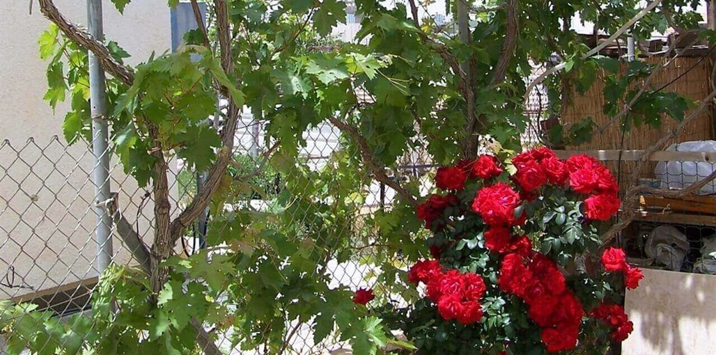 צימר פאני גינה (7).jpg