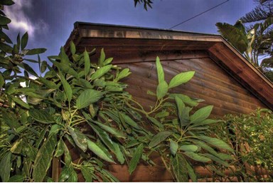 זוהר של זיכרונות - החצר והנוף 