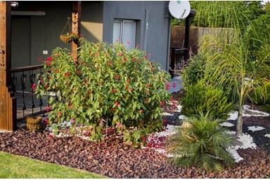 מול הצבר - חצר הצימרים