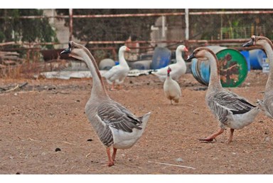 אורחן אורים - המדשאות והחצר 