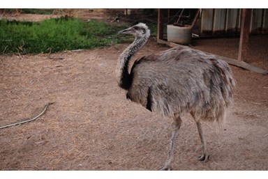אורחן אורים - טיולים באיזור 