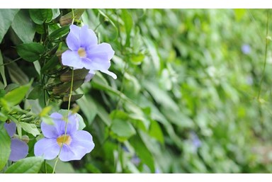 אורחן אורים - מה בקיבוץ 