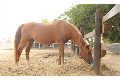 אורחן אורים - מה בקיבוץ 