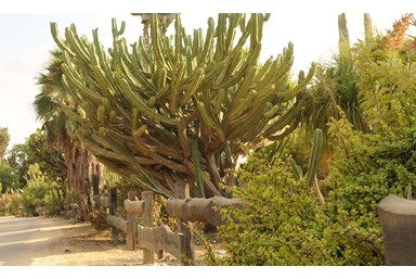 אורחן אורים - המדשאות והחצר 